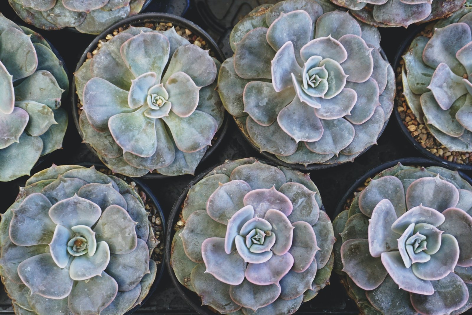Sacred Geometry